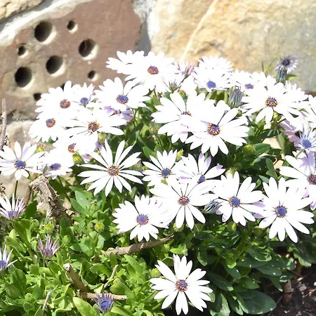 La Seronda De Redes Landsted *