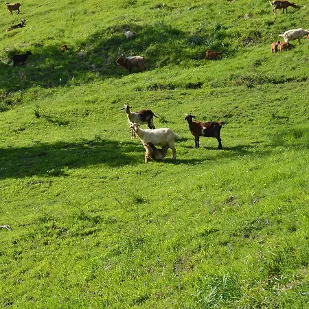 La Seronda De Redes Landsted *