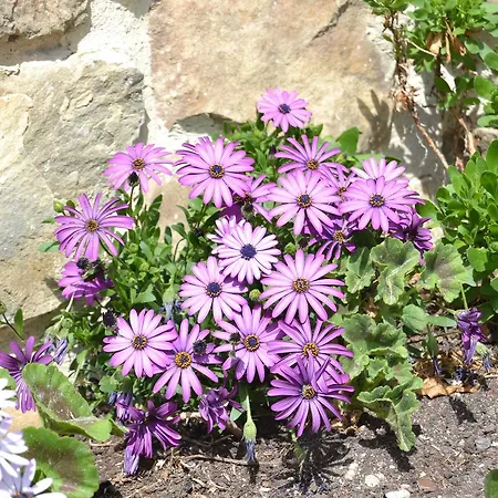 La Seronda De Redes Landsted *